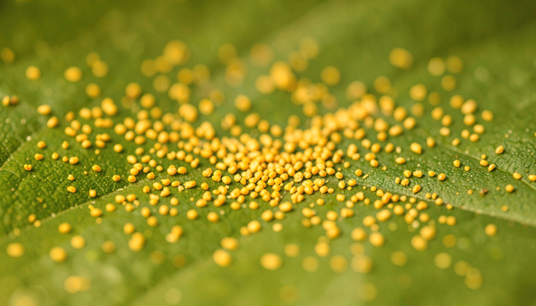Close-up of golden pollen grains scattered across a green leaf, warm yellow-green tones